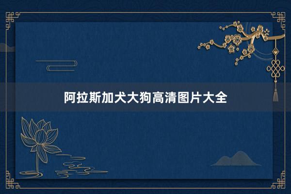 阿拉斯加犬大狗高清图片大全